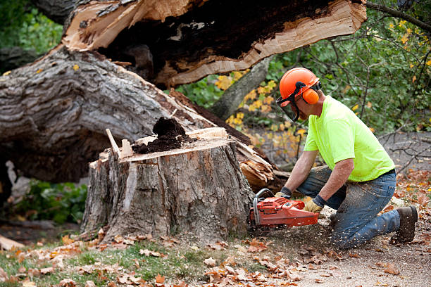 Tree Root Removal in New Hope, AL